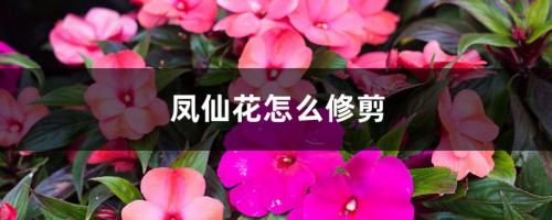 凤仙花怎么修剪