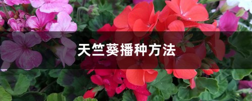 天竺葵播种方法