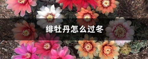 绯牡丹怎么过冬